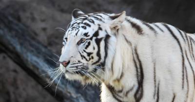 Último tigre de circo de Portugal entregue a santuário espanhol