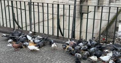 Turistas compram alimento para dar a pombos junto ao Mercado dos Lavradores (com fotos)