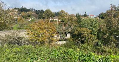 Árvore cai em cima de arrecadação na Camacha