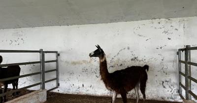 Burro e lama da Quinta dos Prazeres transferidos para o Porto Moniz