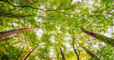 Associação ambientalista Quercus oferceu 1,7 milhões de árvores em 15 anos