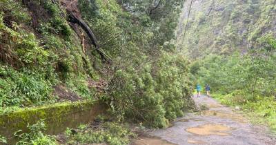 Árvore caída atrapalha circulação automóvel na Fajã da Nogueira