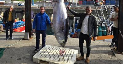 Momento em que o atum foi descarregado e pesado na lota do Caniçal.