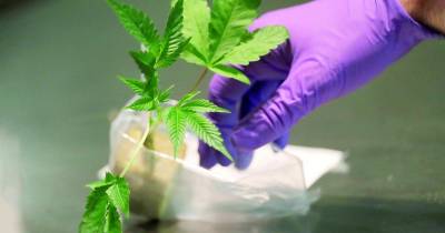 Canábis continua a droga mais consumida na Europa com 22,8 milhões no último ano