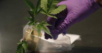 Mas até agora, era ilegal cultivar canábis nos Países Baixos e abastecer os pontos de venda.