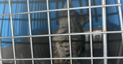 Ajuda a Alimentar Cães salvou gato perdido em local de difícil acesso