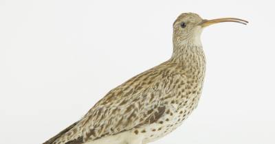 Total de 44 espécies extinguiram-se em 2025 - Lista Vermelha UICN