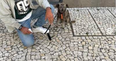 Cadela Moranguinho resgatada por 40 euros está agora ao cuidado de uma associação