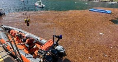 APRAM já recolheu 35 metros cúbicos de sargaço no Porto Santo e no Porto Moniz