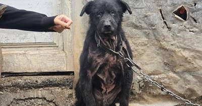 Voluntária agredida enquanto resgatava cães na Ponta do Sol