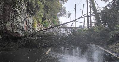 Queda de árvore fecha estrada regional entre Faial e Santana