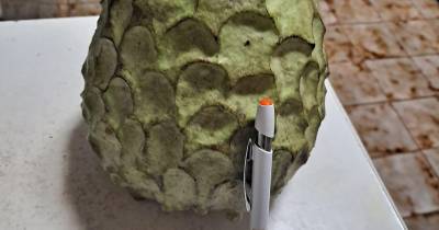 Anona de dois quilos surpreende proprietária no Papagaio Verde