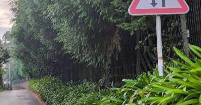 Raimundo Quintal acusa Câmara de Santa Cruz de “gozar com quem trabalha” após notificação para desbaste de árvores