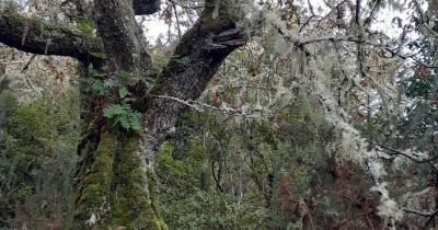 Clube de Ecologia da Escola Francisco Franco percorreu Levada da Serra do Faial