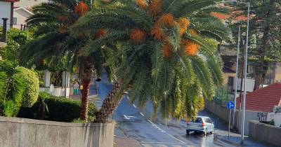Árvore ameaça cair atrás do campo do Liceu (com fotos)