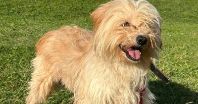 Câmara Municipal de São Vicente lança campanha de adoção