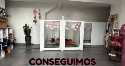 Associação Ajuda a Alimentar Cães consegue verba para comprar sede
