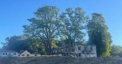 Morador indignado com abate de árvores centenárias na Camacha