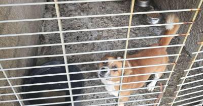 Resíduos e canil continuam a gerar indignação em São Vicente (com vídeo)