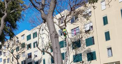 Funcionários da autarquia cortaram o que ficou do ramo.