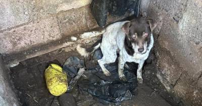Cão preso em condições deploráveis resgatado no Porto Moniz