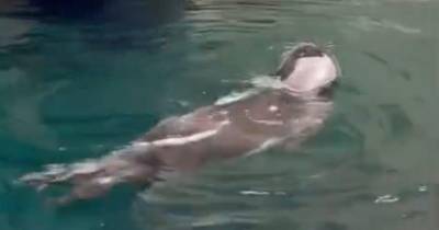 Lobo-marinho avistado no porto de recreio de Santa Cruz (com vídeo)