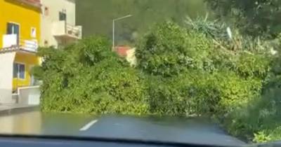 Vento continua a condicionar estradas com várias quedas de árvores (com fotos e vídeos)