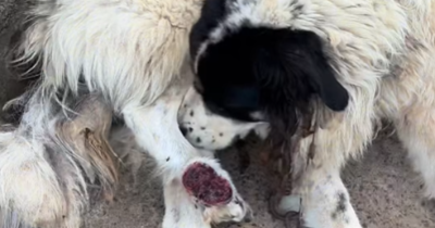 Associação resgata cão em estado grave em Santa Cruz