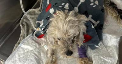 Ajuda a Alimentar Cães resgatou cão a necessitar de cuidados veterinários urgentes