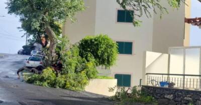 Árvore tombou à porta de um prédio na zona dos Reis Magos (com fotos)