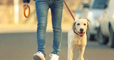 GNR levantou 697 autos de contraordenação e registou 4 crimes a animais de companhia