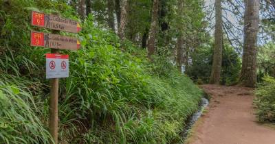 Superfície florestal da Madeira aumentou para 37,5 mil hectares