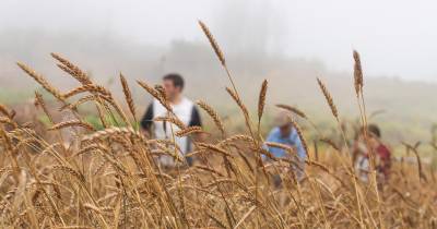 O JM rumou à Fajã da Ovelha para assistir à ceifa à moda antiga.