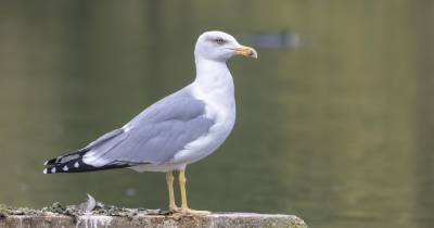 Gripe das aves: Caso da Madeira é também o primeiro de um subtipo do vírus