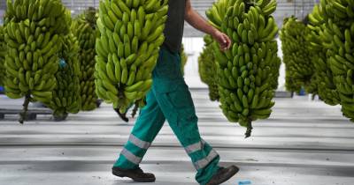 “Fracasso dos concursos para o seguro coletivo da banana não foi por culpa do mercado segurador, mas sim do modelo que a empresa pública GESBA decidiu impor”, considera JPP.