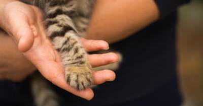 Gato ferido resgatado pelos bombeiros no Funchal