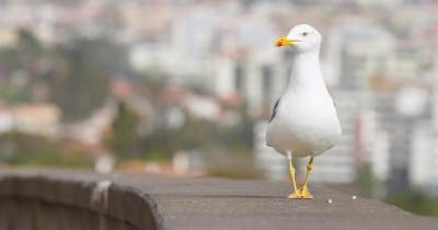 Um caso de gripe das aves foi detetado numa gaivota-de-patas-amarelas, no concelho do Funchal.