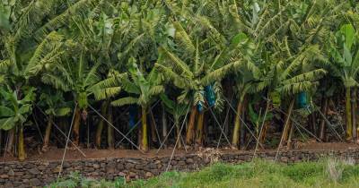 O idoso ter-se-á desequilibrado quando passava nos degraus entre dois socalcos, acabando por cair e bater com a cabeça, provocando-lhe uma ferida no couro cabeludo.