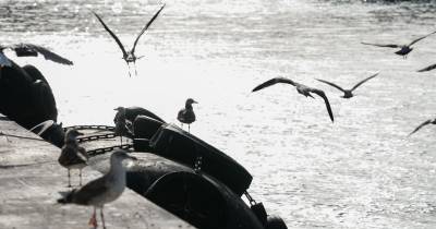 Segundo a nota, a ave em causa foi encontrada ferida a 4 de outubro e recolhida pela Rede SOS Vida Selvagem, tendo sido encaminhada para o Centro de Recuperação de Aves Selvagens (CRAS), onde permaneceu isolada e sem contacto com outras aves.