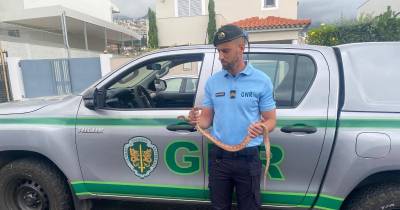 SEPNA identifica homem por posse ilegal cobra-do-milho