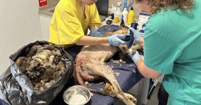 Apesar de todos os cuidados clínicos, o cão, então chamado João, acabou por morrer.