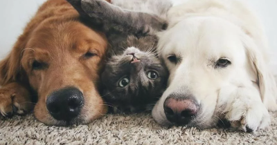 UE adota novas regras para cães e gatos de companhia