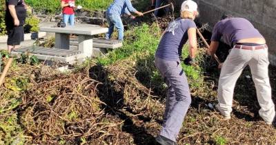 Voluntários e executivo da Junta de Freguesia de São Pedro recuperam jardins dos Viveiros