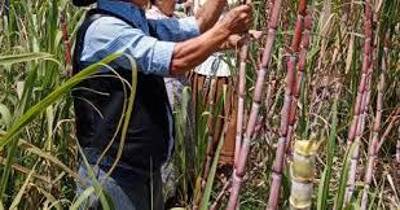 Produtores de cana de açúcar vão receber mais 20 euros por tonelada