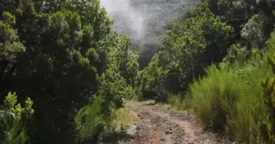 SPEA BirdLife satisfeita com recuo na intenção da pavimentação do Caminho das Ginjas