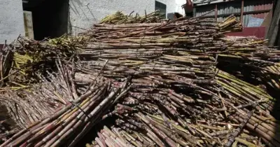 Engenhos madeirenses já receberam mais de 5 mil toneladas de cana