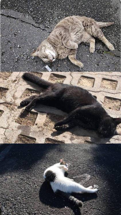 Nove gatos envenenados no Galeão gera revolta junto de moradores