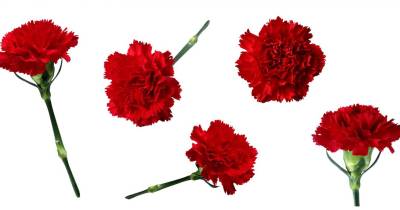 Confira três das seis frases que constam na edição impressa de hoje do seu JM, todas elas acompanhadas de uma discrição.