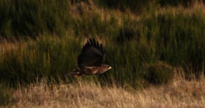Censo de Mantas decorre entre 21 e 22 de março