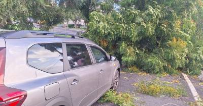 Queda de árvore causa danos e bloqueia saída da via rápida (com vídeo)